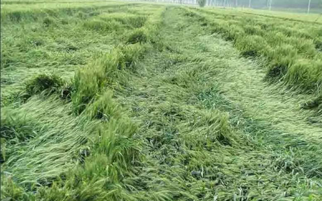 如何預(yù)防小麥后期倒伏？